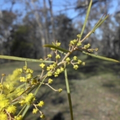 Acacia boormanii at Majura, ACT - 13 Sep 2015