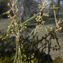 Acacia boormanii at Majura, ACT - 13 Sep 2015