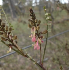 Indigofera adesmiifolia (Tick Indigo) at Majura, ACT - 12 Sep 2015 by SilkeSma