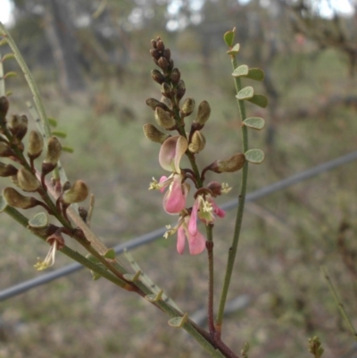 Indigofera adesmiifolia (Tick Indigo) at Majura, ACT - 13 Sep 2015 by SilkeSma