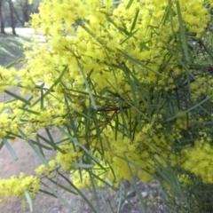 Acacia boormanii (Snowy River Wattle) at Mount Ainslie - 12 Sep 2015 by SilkeSma