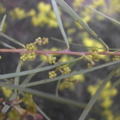 Acacia boormanii at Majura, ACT - 13 Sep 2015