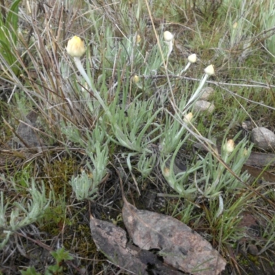 Leucochrysum albicans subsp. tricolor (Hoary Sunray) at Majura, ACT - 13 Sep 2015 by SilkeSma