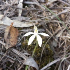 Caladenia fuscata (Dusky Fingers) at Canberra Central, ACT - 12 Sep 2015 by MattM