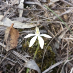 Caladenia fuscata (Dusky Fingers) at Black Mountain - 11 Sep 2015 by MattM