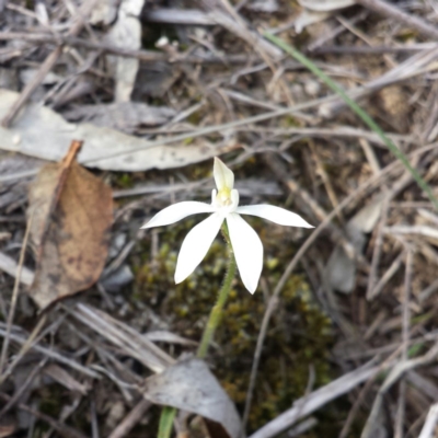 Caladenia fuscata (Dusky Fingers) at Black Mountain - 11 Sep 2015 by MattM