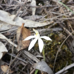 Caladenia fuscata at Canberra Central, ACT - suppressed