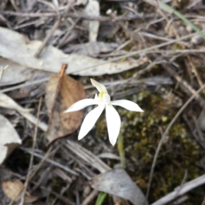 Caladenia fuscata at Canberra Central, ACT - suppressed