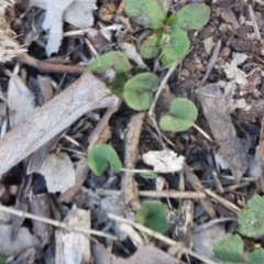 Dichondra repens (Kidney Weed) at Majura, ACT - 13 Sep 2015 by MattM
