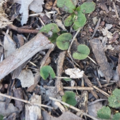 Dichondra repens (Kidney Weed) at Majura, ACT - 12 Sep 2015 by MattM