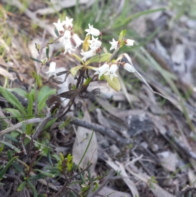 Cryptandra amara (Bitter Cryptandra) at Mount Majura - 12 Sep 2015 by MattM