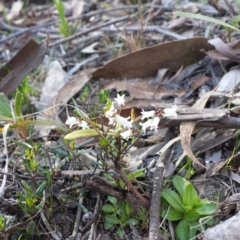 Cryptandra amara at Hackett, ACT - 13 Sep 2015