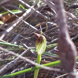 Pterostylis pedunculata at Hackett, ACT - suppressed