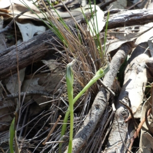 Pterostylis pedunculata at Hackett, ACT - suppressed