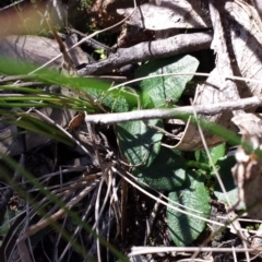 Pterostylis pedunculata at Hackett, ACT - suppressed