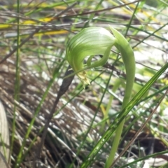 Pterostylis nutans (Nodding Greenhood) at Hackett, ACT - 12 Sep 2015 by MattM