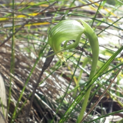 Pterostylis nutans (Nodding Greenhood) at Hackett, ACT - 13 Sep 2015 by MattM