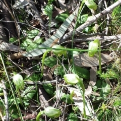 Pterostylis nutans at Hackett, ACT - suppressed