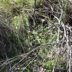 Pterostylis nutans at Hackett, ACT - 13 Sep 2015