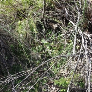 Pterostylis nutans at Hackett, ACT - 13 Sep 2015