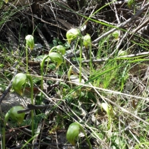 Pterostylis nutans at Hackett, ACT - suppressed