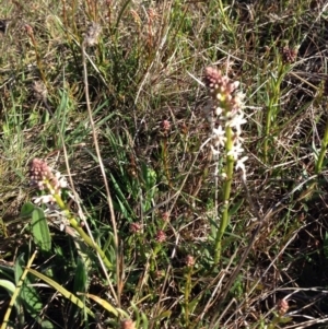 Stackhousia monogyna at Nicholls, ACT - 7 Sep 2015