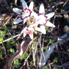 Wurmbea dioica subsp. dioica (Early Nancy) at Percival Hill - 13 Sep 2015 by gavinlongmuir