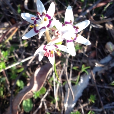 Wurmbea dioica subsp. dioica (Early Nancy) at Nicholls, ACT - 13 Sep 2015 by gavinlongmuir