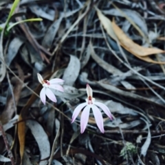 Caladenia fuscata (Dusky Fingers) at Bruce, ACT - 13 Sep 2015 by JasonC