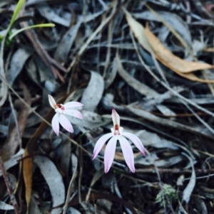 Caladenia fuscata at Bruce, ACT - 13 Sep 2015