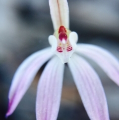 Caladenia fuscata at Bruce, ACT - 13 Sep 2015