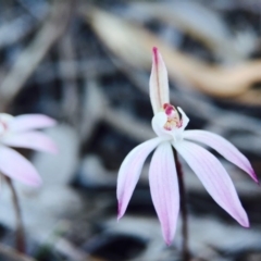 Caladenia fuscata at Bruce, ACT - 13 Sep 2015