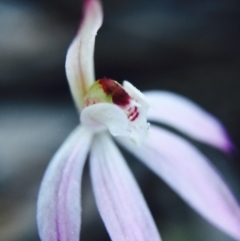 Caladenia fuscata at Bruce, ACT - 13 Sep 2015