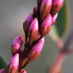 Indigofera australis subsp. australis (Australian Indigo) at Mount Painter - 13 Sep 2015 by JasonC