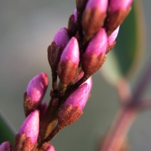 Indigofera australis subsp. australis at Belconnen, ACT - 13 Sep 2015 08:06 PM