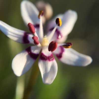 Wurmbea dioica subsp. dioica (Early Nancy) at Mount Painter - 13 Sep 2015 by JasonC