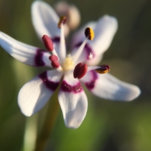 Wurmbea dioica subsp. dioica at Cook, ACT - 13 Sep 2015