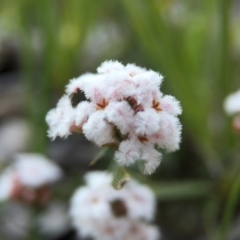 Leucopogon sp. (A Beard-heath) at Mount Painter - 13 Sep 2015 by JasonC