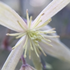 Clematis (genus) (Old Man's Beard) at Cook, ACT - 13 Sep 2015 by JasonC