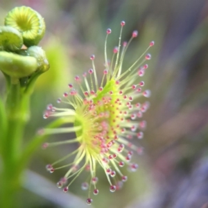 Drosera sp. at Belconnen, ACT - 13 Sep 2015