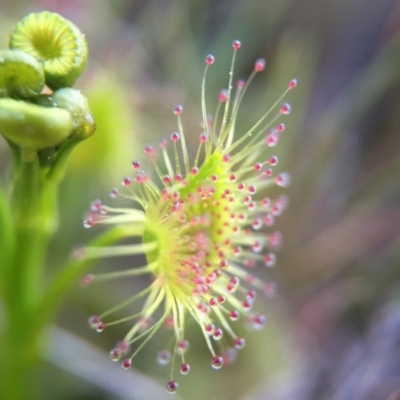 Drosera (genus) (A Sundew) at Belconnen, ACT - 13 Sep 2015 by JasonC