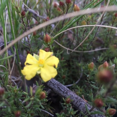 Hibbertia calycina (Lesser Guinea-flower) at Bruce, ACT - 13 Sep 2015 by JasonC