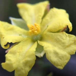 Hibbertia calycina at Bruce, ACT - 13 Sep 2015 08:12 PM