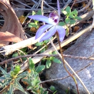 Cyanicula caerulea at Nicholls, ACT - 13 Sep 2015