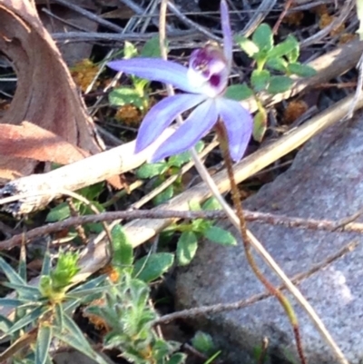 Cyanicula caerulea (Blue Fingers, Blue Fairies) at Nicholls, ACT - 13 Sep 2015 by gavinlongmuir