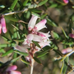 Lissanthe strigosa subsp. subulata (Peach Heath) at Nicholls, ACT - 29 Aug 2015 by gavinlongmuir