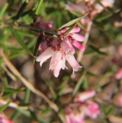 Lissanthe strigosa subsp. subulata at Nicholls, ACT - 29 Aug 2015