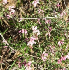 Lissanthe strigosa subsp. subulata at Nicholls, ACT - 29 Aug 2015