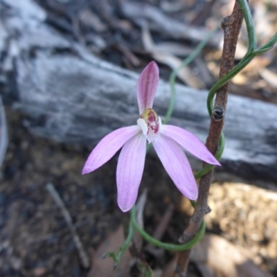 Caladenia fuscata (Dusky Fingers) at Bruce, ACT - 13 Sep 2015 by JanetRussell