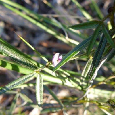 Glycine clandestina (Twining Glycine) at Bruce, ACT - 13 Sep 2015 by JanetRussell